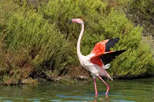 200722: European Flamingo (Phoenicopterus roseus), Great