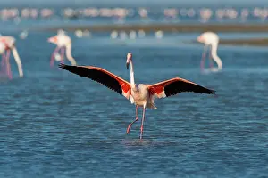200722: European Flamingo (Phoenicopterus roseus), Great