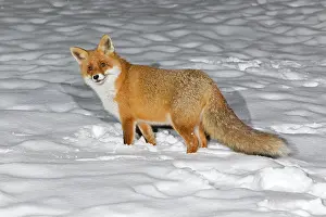 Whilst: European Fox - alert whilst foraging for food in