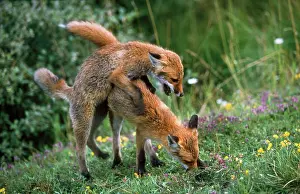 Vixens: European Fox - mating