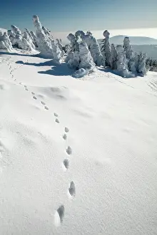 Pugmarks: European Fox - tracks in snow