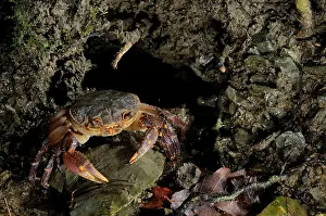 Daily: European Freshwater Crab - adult at night near
