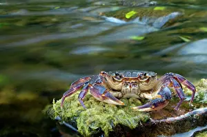 Fluviatile: European Freshwater Crab - in habitat