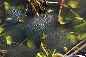 Spawn: European frog egg mass