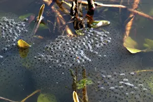 Spawn: European frog egg mass