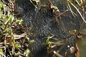 Ranidae: European frog eggs