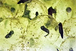 Embryos: European Frog Spawn