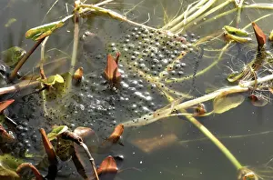 Ranidae: European frog spawn