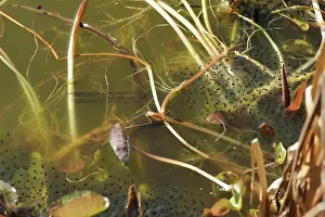 Spawn: European frog spawn