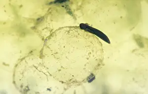 Embryos: European Frog Tadpole