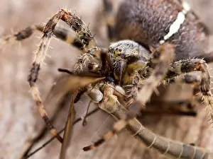 Diadematus: European Garden Cross Spider close up feeding on crane fly