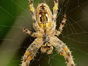 Diadematus: European Garden Cross Spider close up of underside