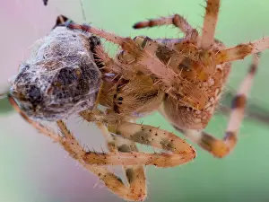 Diadematus: European Garden Cross Spider feeding
