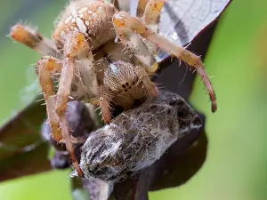 Diadematus: European Garden Cross Spider feeding
