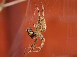 Diadematus: European Garden Cross Spider side on feeding