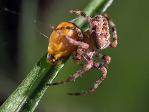 Diadematus: European Garden Cross Spider feeding on Harlequin