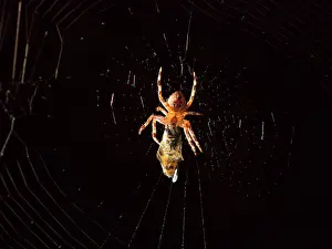 Diadematus: European Garden Cross Spider feeding on hover fly