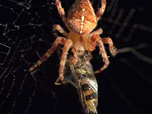 Diadematus: European Garden Cross Spider feeding on hover fly