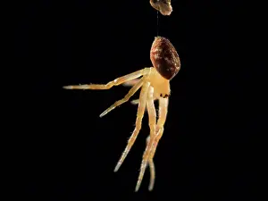 Diadematus: European Garden Cross Spider newly moulted juvenile