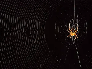 Diadematus: European Garden Cross Spider on orb web