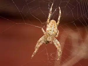 Diadematus: European Garden Cross Spider top shot feeding
