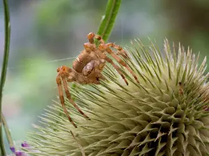Diadematus: European Garden Cross Spider on teazle seed head