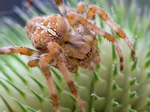 Diadematus: European Garden Cross Spider on teazle seed head