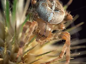 Diadematus: European Garden Cross Spider on teazle seed head