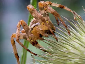 Diadematus: European Garden Cross Spider on teazle seed head