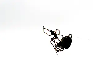 Diadematus: European Garden Spider