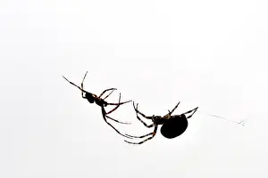 Diadematus: European Garden Spider