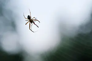 Diadematus: European Garden Spider