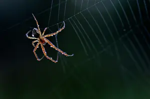 Diadematus: European Garden Spider