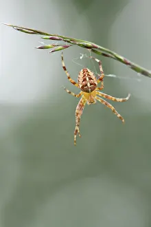 Diadematus: European Garden Spider