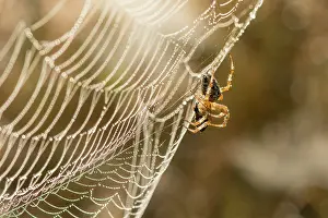 Diadematus: European Garden Spider