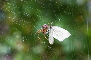 Diadematus: European Garden Spider