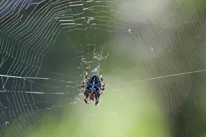 Diadematus: European Garden Spider