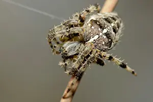Diadematus: European Garden Spider