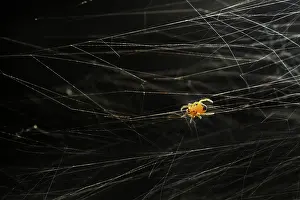 Diadematus: European Garden Spider