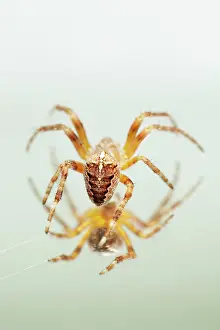 Spiders: European Garden Spider