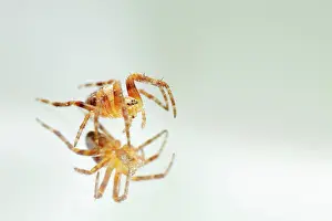 Weaver: European Garden Spider