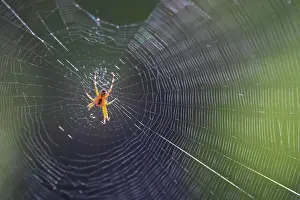Diadematus: European garden spider (Araneus diadematus), Rhineland-Palat