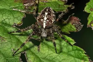 Diadematus: European garden spider (Araneus diadematus) on one
