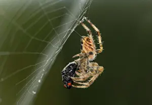 Diadematus: European garden spider (Araneus diadematus) with