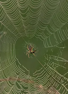 Cobwebs: European garden spider, Araneus diadematus on a