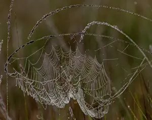 Cobwebs: European garden spider, Araneus diadematus on a