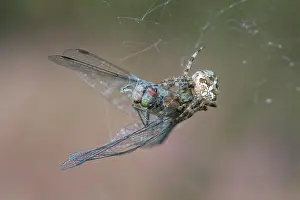 Diadematus: European garden spider (Araneus diadematus) with
