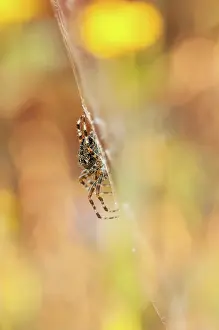 Spiders: European garden spider (Araneus diadematus), sitting