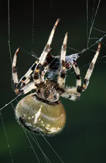 Diadematus: European Garden Spider (Araneus diadematus) bus