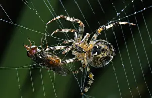 Diadematus: European Garden Spider (Araneus diadematus) bus